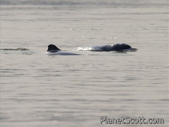 Irrawaddy dolphin (Orcaella brevirostris)