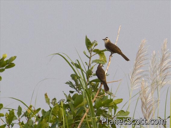 Yellow-vented Bulbul (Pycnonotus goiavier)
