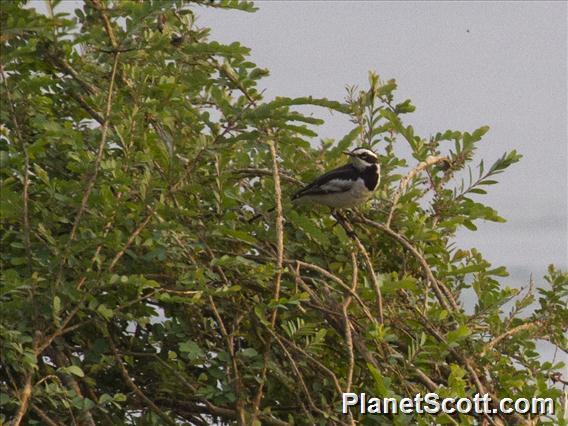 Mekong Wagtail (Motacilla samveasnae)