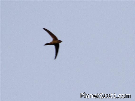 Asian Palm-Swift (Cypsiurus balasiensis)