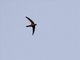 Asian Palm-Swift (Cypsiurus balasiensis)
