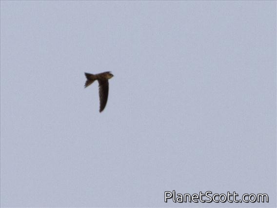 Asian Palm-swift (Cypsiurus balasiensis)