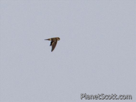 White-nest Swiftlet (Aerodramus fuciphagus)