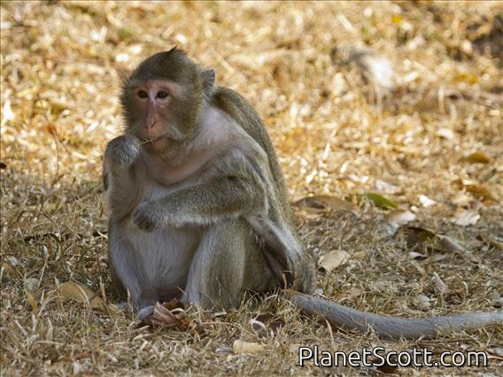 Long-tailed Macaque (Macaca fascicularis) - Female