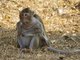 Long-tailed Macaque (Macaca fascicularis) - Female