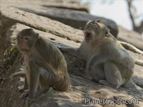 Long-tailed Macaque (Macaca fascicularis)