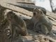 Long-tailed Macaque (Macaca fascicularis)