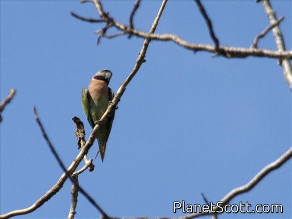 Red-breasted Parakeet (Psittacula alexandri)