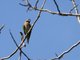 Red-breasted Parakeet (Psittacula alexandri)