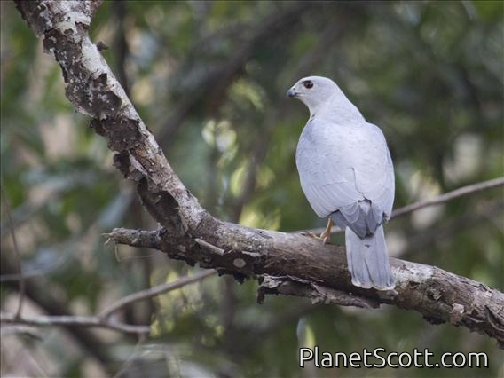 Shikra (Accipiter badius)