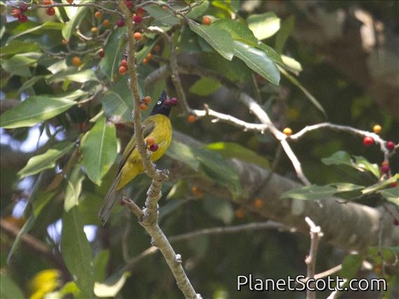 Black-crested Bulbul (Pycnonotus flaviventris)