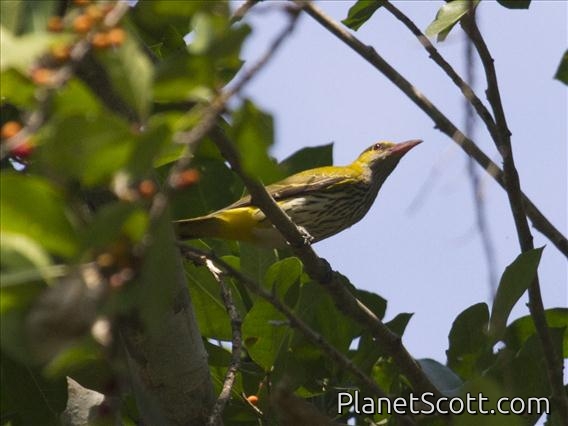 Black-naped Oriole (Oriolus chinensis)