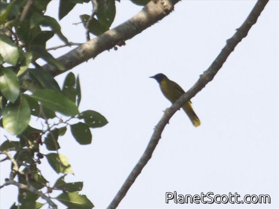 Black-headed Bulbul (Pycnonotus atriceps)
