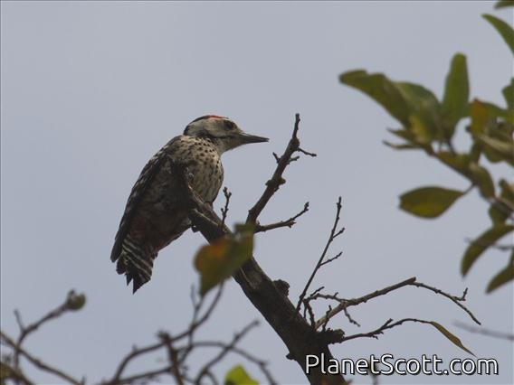 Freckle-breasted Woodpecker (Dendrocopos analis)