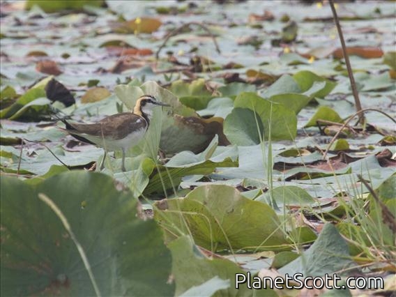 Pheasant-tailed Jacana (Hydrophasianus chirurgus)