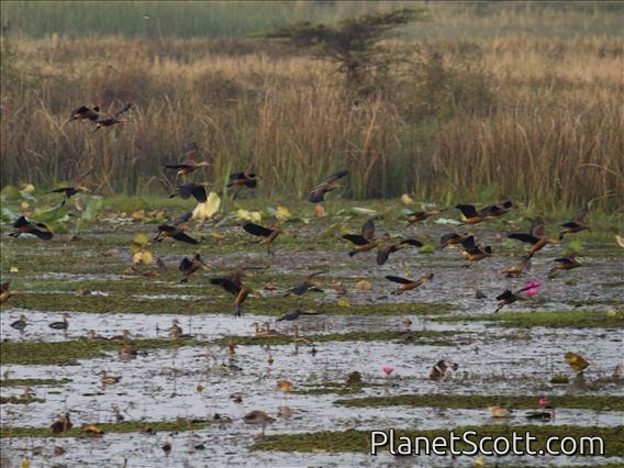 Lesser Whistling-Duck (Dendrocygna javanica)