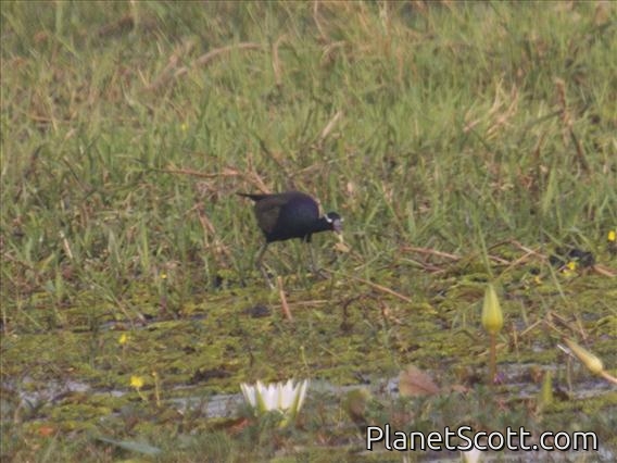 Bronze-winged Jacana (Metopidius indicus)