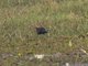 Bronze-winged Jacana (Metopidius indicus)