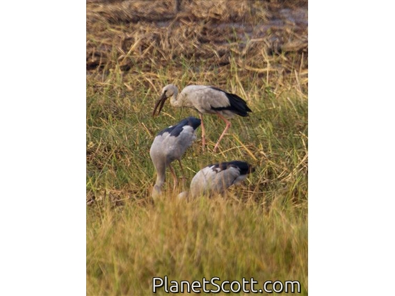 Asian Openbill (Anastomus oscitans)