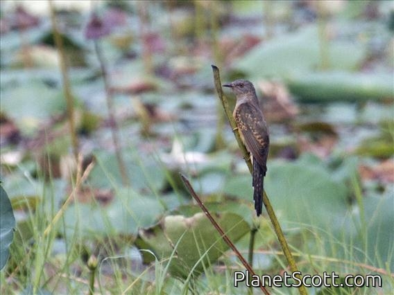 Plaintive Cuckoo (Cacomantis merulinus)