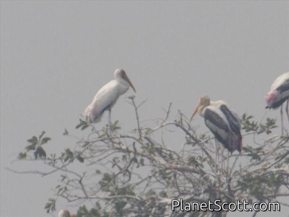 Milky Stork (Mycteria cinerea)