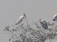 Milky Stork (Mycteria cinerea)