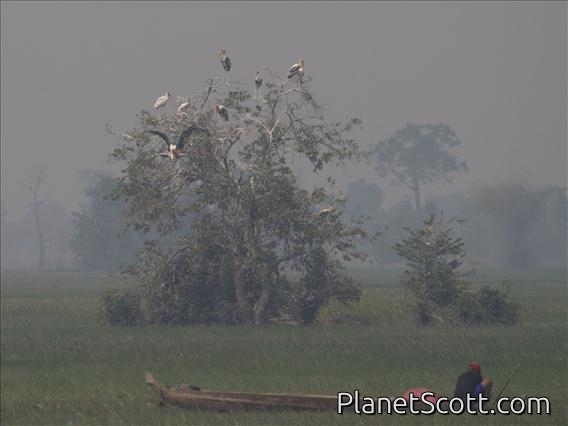 Painted Stork (Mycteria leucocephala)