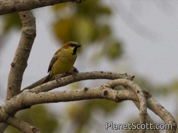Plain-backed Sparrow (Passer flaveolus)