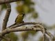 Plain-backed Sparrow (Passer flaveolus)