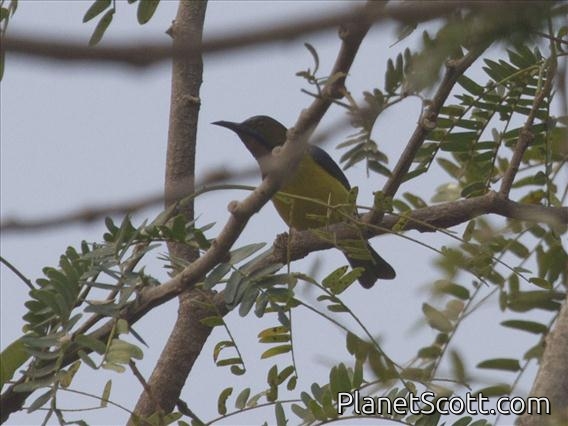 Plain-throated Sunbird (Anthreptes malacensis)