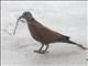 Red Collared-Dove (Streptopelia tranquebarica)
