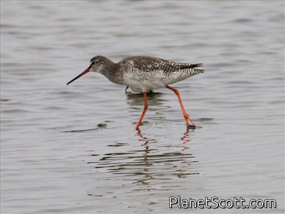 Spotted Redshank (Tringa erythropus)