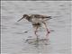 Spotted Redshank (Tringa erythropus)
