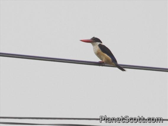 Black-capped Kingfisher (Halcyon pileata)
