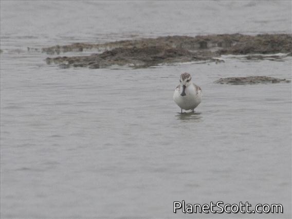 Spoonbill Sandpiper (Calidris pygmea)