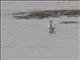 Spoonbill Sandpiper (Calidris pygmea)
