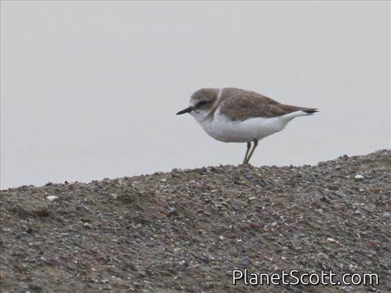 Kentish Plover (Charadrius alexandrinus)