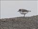 Kentish Plover (Charadrius alexandrinus)
