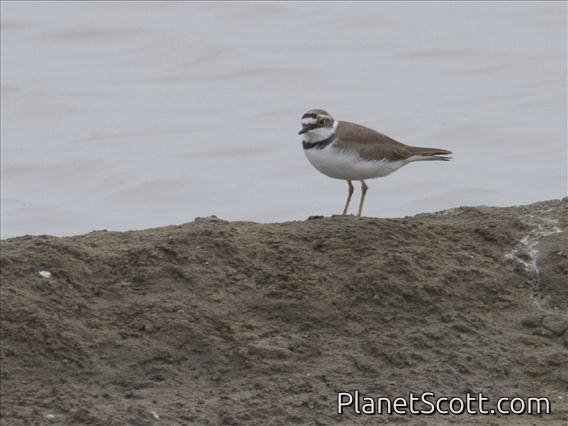 Little Ringed Plover (Charadrius dubius)