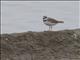 Little Ringed Plover (Charadrius dubius)