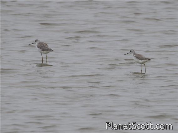 Marsh Sandpiper (Tringa stagnatilis)