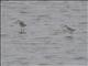 Marsh Sandpiper (Tringa stagnatilis)