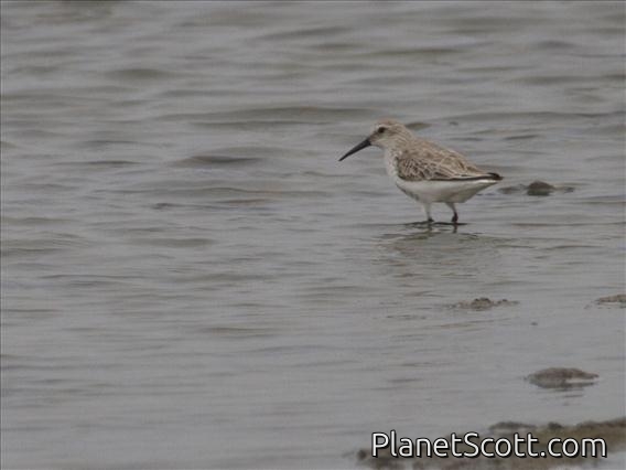 Curlew Sandpiper (Calidris ferruginia)
