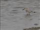 Curlew Sandpiper (Calidris ferruginia)