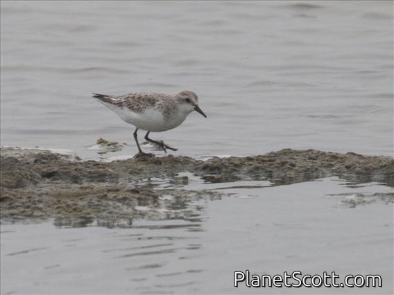 Red-necked Stint (Calidris ruficollis)