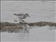 Red-necked Stint (Calidris ruficollis)