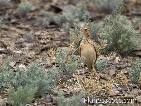 Oriental Pipit (Anthus rufulus)