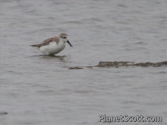 Spoonbill Sandpiper (Calidris pygmea)