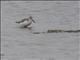 Spoonbill Sandpiper (Calidris pygmea)