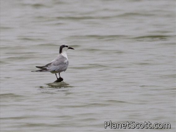 Whiskered Tern (Chlidonias hybrida)